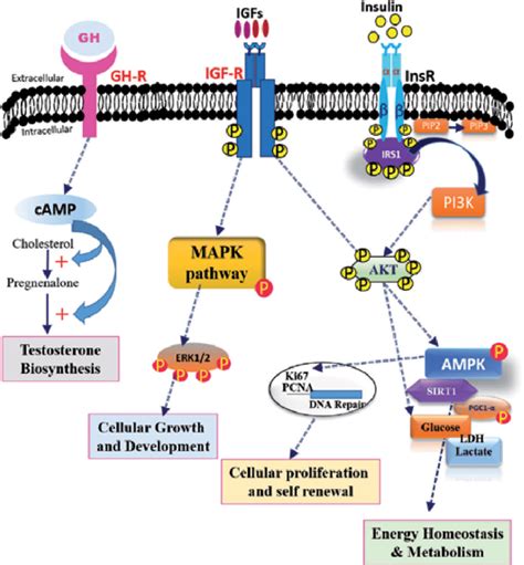 Insulin Receptor Signaling