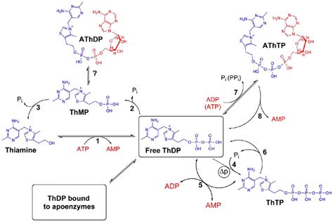 Interconversion Of Thiamine Derivatives In A Model Human Cell