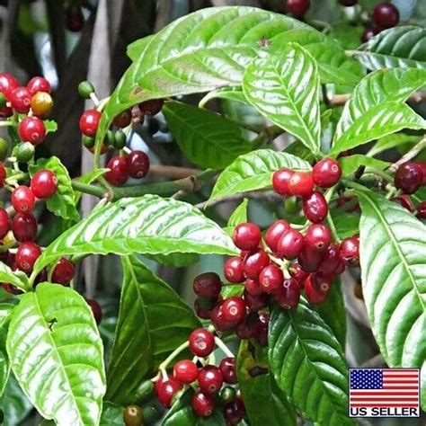 Organic Papua New Guinea Purosa Ax Arabica Coffee Seeds For Planting