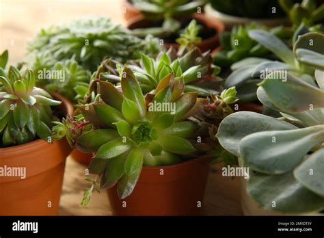 Many Different Echeverias On Table Closeup Beautiful Succulent Plants