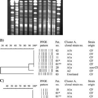 Pfge Analyses Of Cluster A After Asei And Xbai Digestion Of Dna A