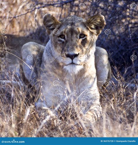 Lioness Close Up Stock Photo Image Of Carnivore Africa 36376728