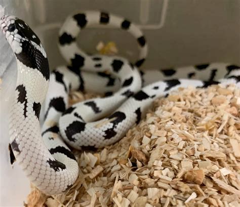 California Kingsnake: Are These Gorgeous Snakes Is It Right For You?