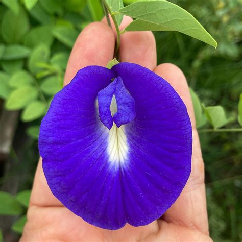 A Blue Beauty The Butterfly Pea