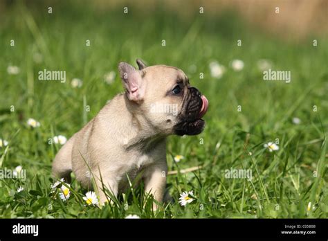 French Bulldog Puppy Stock Photo Alamy