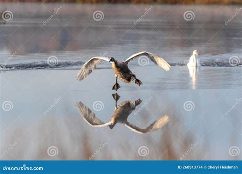 Cygnet Makes Awkward Landing with Adult Swan on Calm Quiet Water with ...