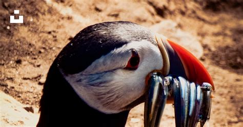 A penguin with a red beak photo – Free Skomer island Image on Unsplash