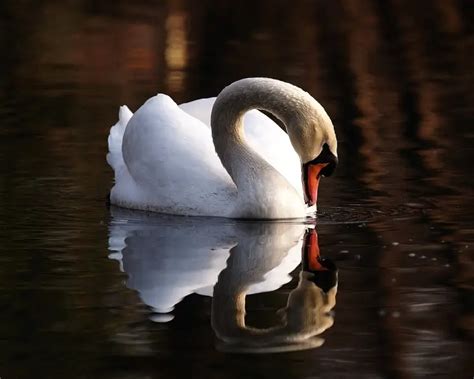 Mute Swan - Facts, Diet, Habitat & Pictures on Animalia.bio