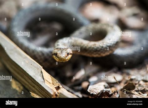 Serpiente En La Hoja Fotograf As E Im Genes De Alta Resoluci N Alamy