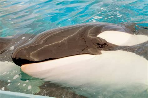 Exclusive The Fate Of Russias Two Captive Orcas Is Starting To Look A