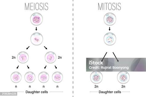 Meiosis And Mitosis Diagram Vector Cell Division Prophase Metaphase