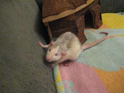 Hector Rat zoning in. by Eternatease on DeviantArt