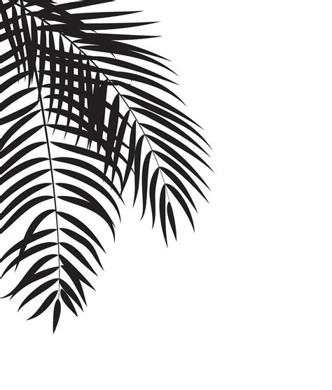 Beautiful Palm Tree Leaf Silhouette Background Vector Illustration ...