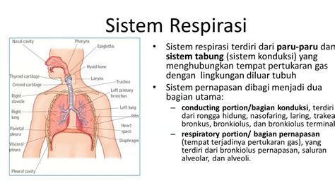 Histologi Sistem Respirasi Youtube