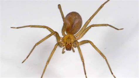 Cómo Identificar A La Araña Que Dejó En Terapia Intensiva A Una Nena De 3 Años Y Qué Hacer Ante