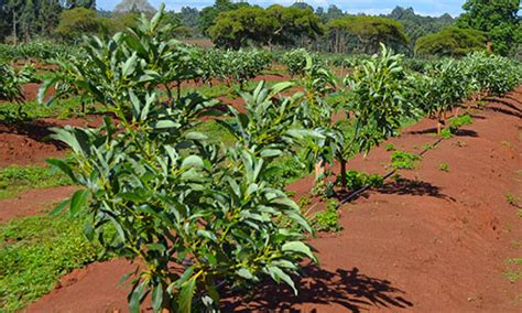 Hass Avocado Farming In Kenya Unleashing The Exquisite Potential Of