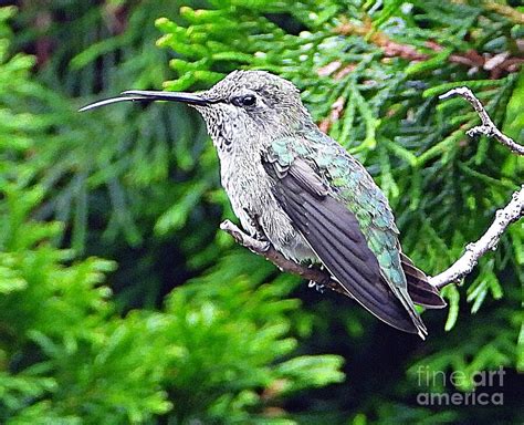 Hummers Attitude Photograph By Rosie Lee Fine Art America