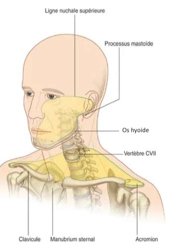 Anatomie Cours 3 Flashcards Quizlet