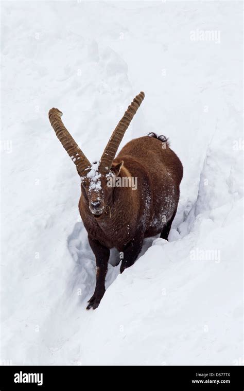 Alpine ibex (Capra ibex) male with large horns slogging through deep ...