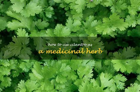 Unlock The Healing Power Of Cilantro A Guide To Using Cilantro As A