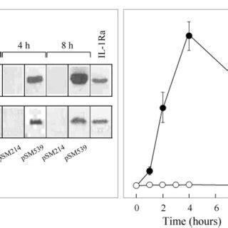 Local And Systemic Il Ra After Administration Of Il Ra Producing B