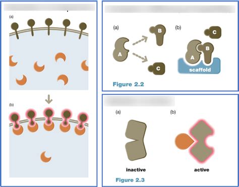 consequences  protein protein binding diagram quizlet