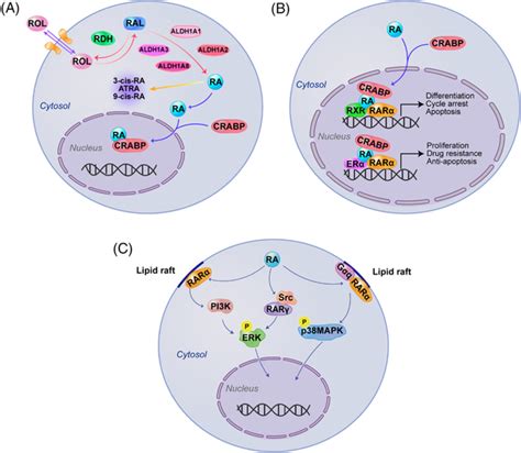 Aldehyde Dehydrogenases Aldhs In Retinoic Acid Ra Signaling A