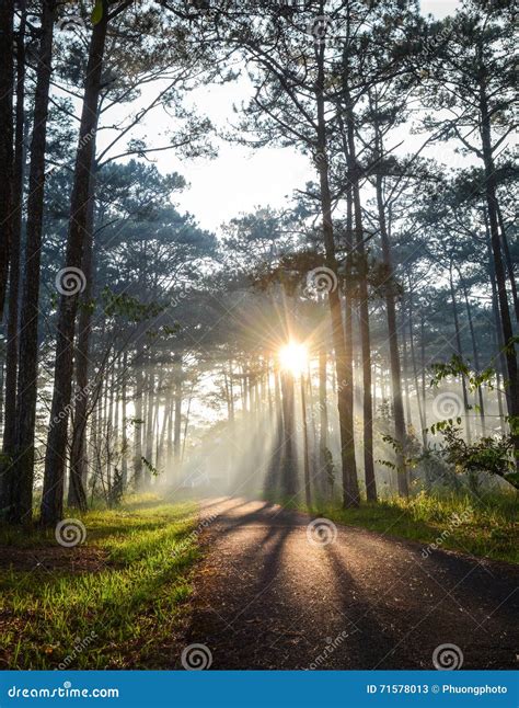 Pine Tree Forest at the Sunrise Stock Image - Image of blossom, flower ...