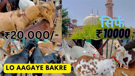 Jama Masjid and Jafrabad bakra mandi latest update 2023 10 000 स