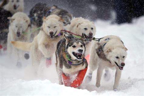 Sled Dog Breeds: From Arctic Exploration To The Iditarod, 46% OFF