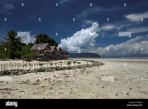 Indonesia West Papua Province Raja Ampat Arborek Island Planting