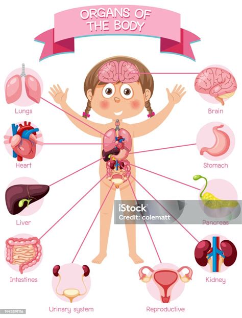 organ  tubuh  anakanak ilustrasi stok  gambar