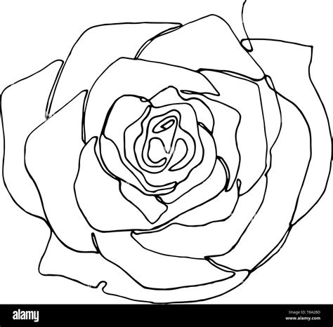 Hand Drawn Rose Flower One Single Continuous Line Drawing Stock Vector