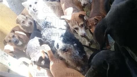 Diferencia familiar dejó a 120 perros y gatos sin hogar Periódico AM