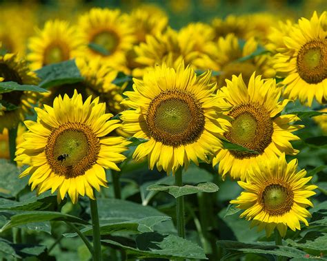 Common Sunflowers Dsmf205 Photograph By Gerry Gantt Fine Art America