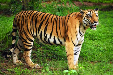 Tiger attack | Sunderbans tiger kills one - Telegraph India