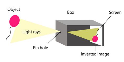 In The Human Eye The Acts As A Pinhole Of A Camera And The Acts As A