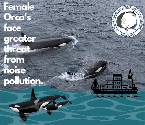 Female Killer Whales face greater impact from noise pollution