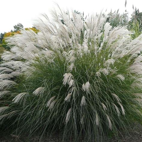 Miscanthus sinensis ‘Gracillimus’ | Kiefer Nursery: Trees, Shrubs ...