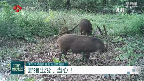 野猪出没，当心！荔枝网新闻