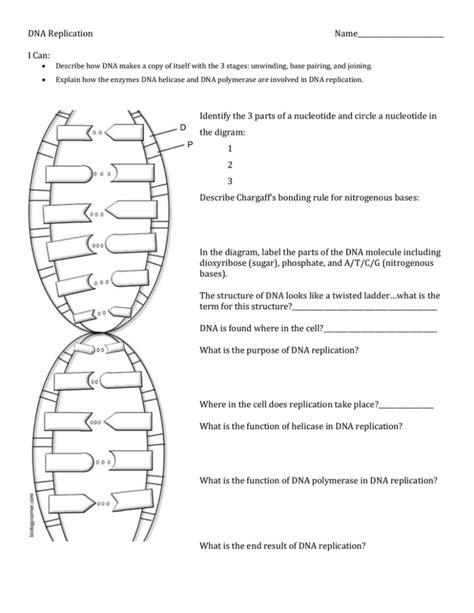 Dna Replication Practice