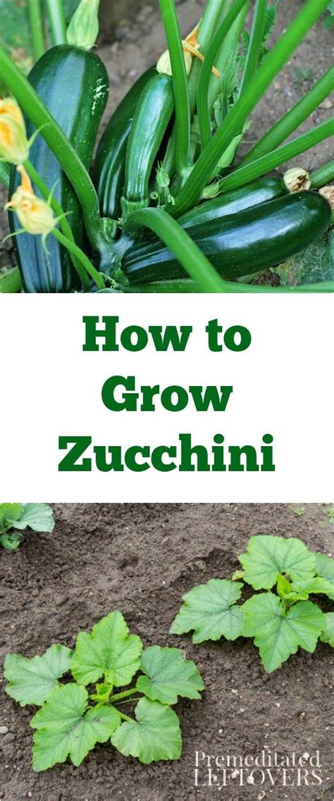 How To Grow Zucchini Tips On How To Start Zucchini Seeds How To