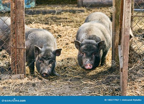 A Vietnamese Pot Bellied Pig On A Farm Stock Photo CartoonDealer