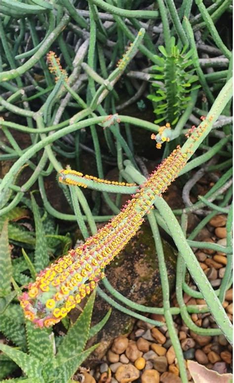 Euphorbia Heterochroma Cactos Brasil