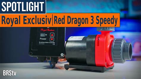 Give Your Reef Tank The Heart Of A Dragon Royal Exclusiv Red Dragon