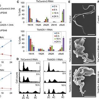 RNAi Of TbCentrin3 Or TbIAD51 In Bloodstream Trypanosomes Inhibits