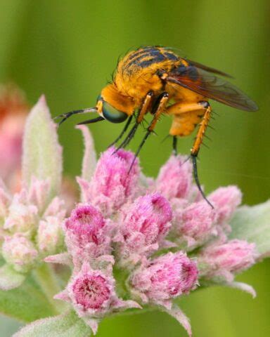 Bee Fly Florida Wildflower Foundation