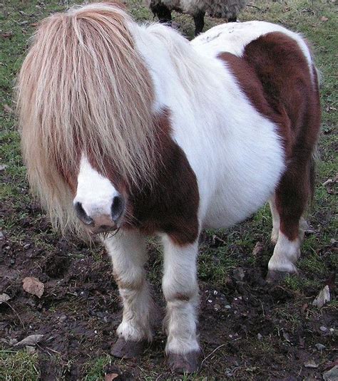 17 Best images about Mini Pony Love on Pinterest | Short legs, Too cute and Baby pony