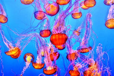 The best jellyfish sting treatment | Popular Science