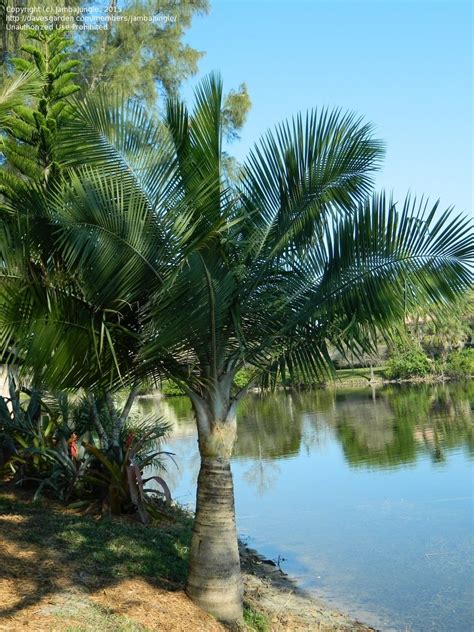 Plantfiles Pictures Ravenea Species Majestic Palm Majesty Palm